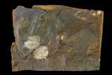 Paleocene Fossil Fruit (Wimmeria?) - North Dakota #145344-1